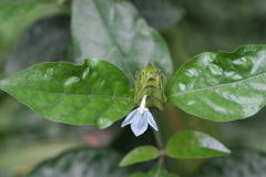 Ecbolium viride var. viride